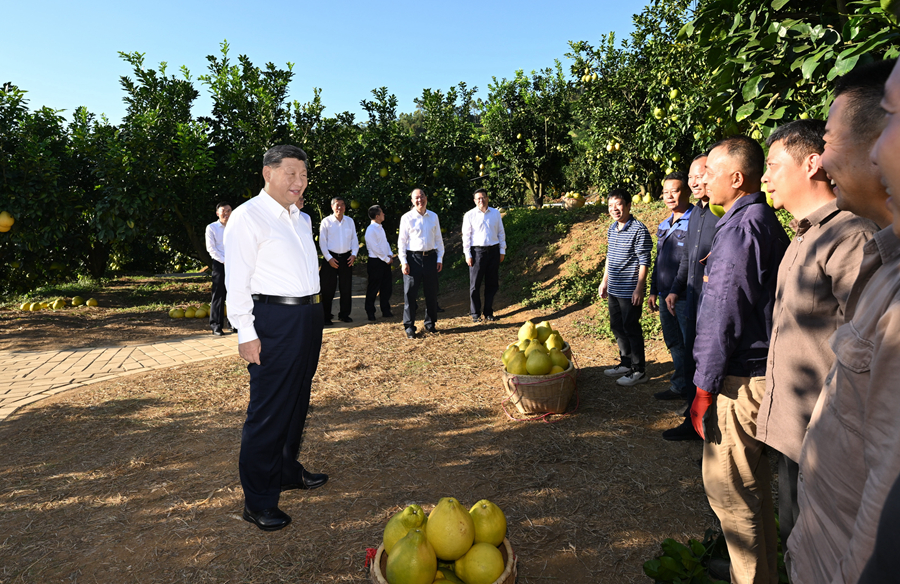 2025年11月7日，習(xí)近平總書(shū)記在梅州市梅縣區(qū)雁洋鎮(zhèn)南福金柚種植基地考察時(shí)，同果農(nóng)和農(nóng)技人員親切交流。