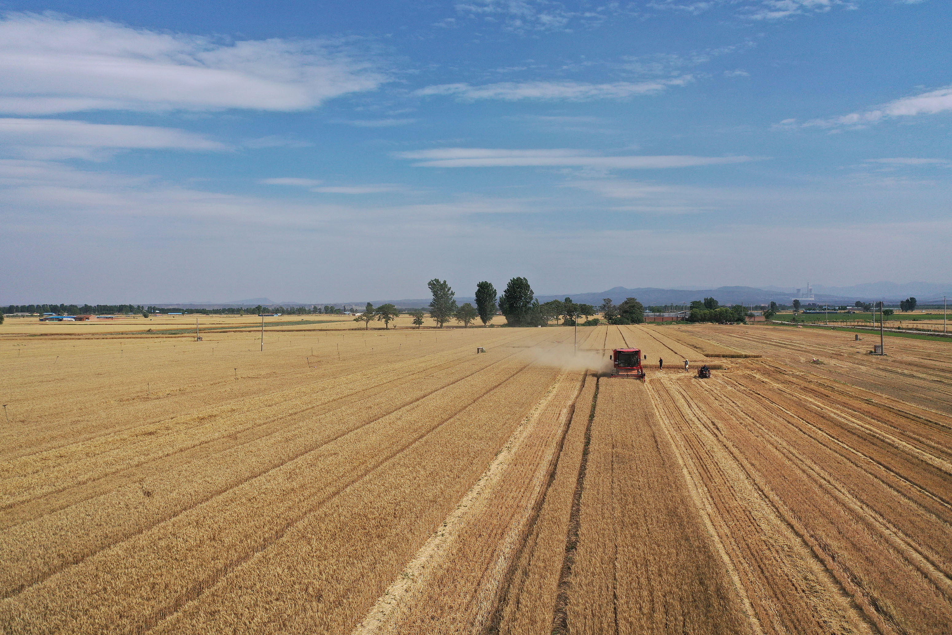 2025年6月3日，河南焦作，溫縣黃河街道灘王莊村農(nóng)民駕駛收割機(jī)收獲小麥。