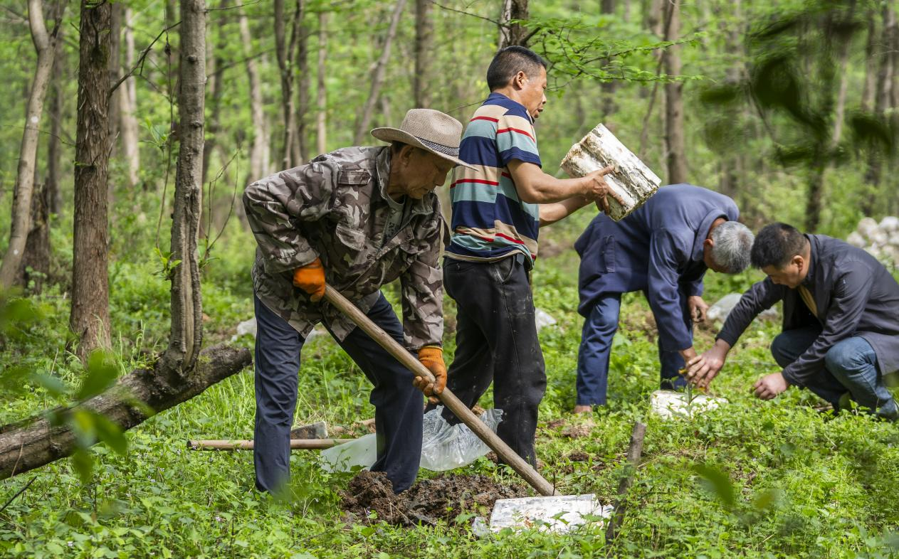 2025年4月16日，江西新余，仙女湖區(qū)河下鎮(zhèn)花園村林場(chǎng)，人們正在搬運(yùn)、栽植靈芝菌棒。
